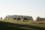 Unsere Lehrpferde stehen bei uns im Mittelpunkt. Die artgerechte Haltung unserer Pferde steht an erster Stelle. Den Frühling, Sommer und Herbst (so lange das Wetter mitspielt) verbringen sie im Herdenverband auf der Weide. Auch in den Wintermonaten sind sie täglich in ihrer Freizeit in großen Gruppen auf den Paddocks. Unserer offener und heller Stall ermöglicht weiterhin Sozialkontakt untereinander. Dies alles ist Voraussetzung für ein zufriedenes und ausgeglichenes Pferd. Unsere Lehrpferde stehen bei uns im Mittelpunkt. Die artgerechte Haltung unserer Pferde steht an erster Stelle. Den Frühling, Sommer und Herbst (so lange das Wetter mitspielt) verbringen sie im Herdenverband auf der Weide. Auch in den Wintermonaten sind sie täglich in ihrer Freizeit in großen Gruppen auf den Paddocks. Unserer offener und heller Stall ermöglicht weiterhin Sozialkontakt untereinander. Dies alles ist Voraussetzung für ein zufriedenes und ausgeglichenes Pferd.