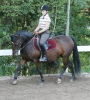 Stella, eine sportliche Reitponystute Stella, eine sportliche Reitponystute