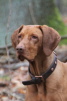 Tara, ist der Hofhund. Sie liebt die Jagd, spielt aber auch gerne stundenlang mit den Kindern Tara, ist der Hofhund. Sie liebt die Jagd, spielt aber auch gerne stundenlang mit den Kindern