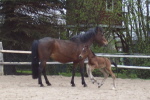 Stella als Fohlen mit Mutter Laura Stella als Fohlen mit Mutter Laura